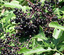 Elderberries