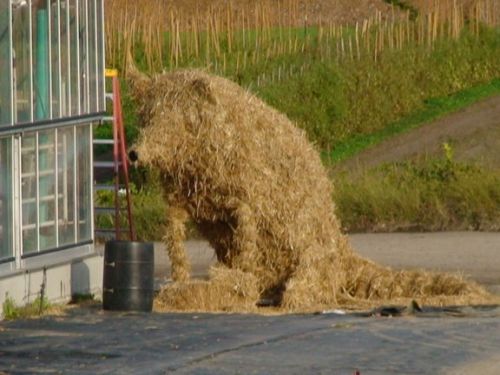 Hay bale fox