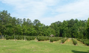 Tyree Blackberry Farm - blackberries, blueberries,