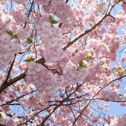 Sakura Masuri (Cherry Blossom Festival)