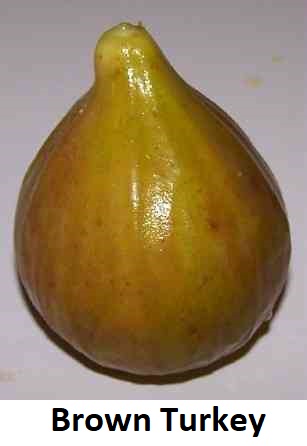 A Fig