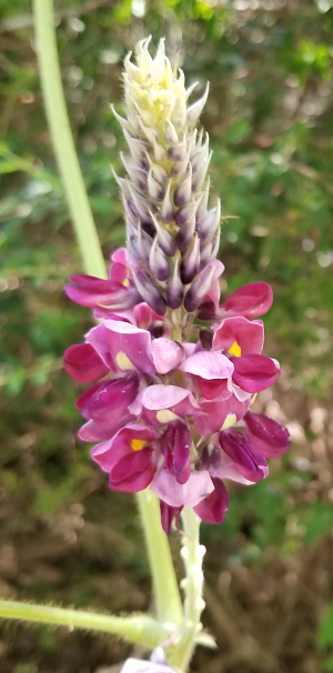 Kudzu flowers