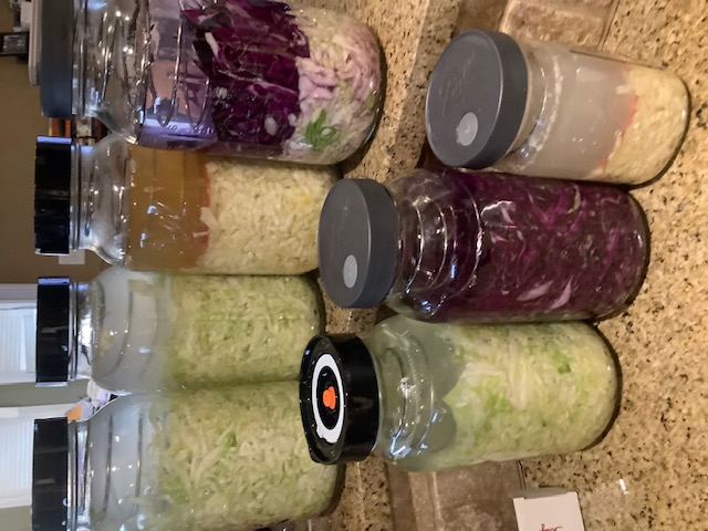 Sauerkraut fermenting in jars