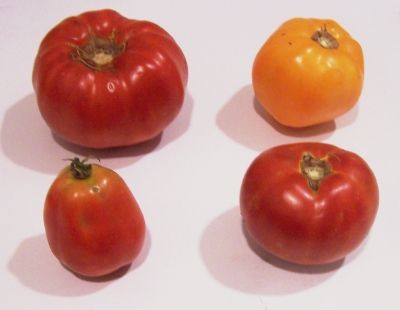 FAQs  about Problems in Home Canning Tomatoes