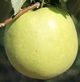 Shizuka apple