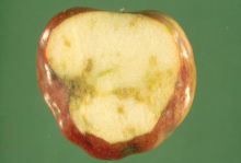 Apple maggot damage - Photo from University of Minnesota