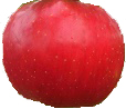 Evercrisp apple