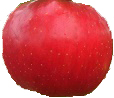 Honeycrisp vs. Evercrisp smackdown - Adam's Apples