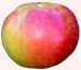 Northern Spy apple