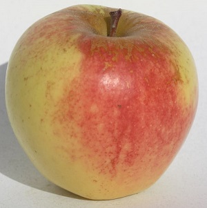 Types Of Apples — All The Common Apple Types