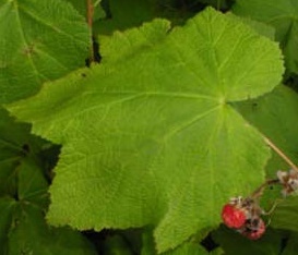 berries/thimbleberry-leaf