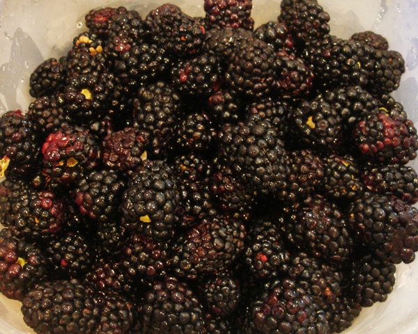 Fresh picked blackberries at a blackberry festival