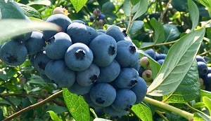 Burdick Blueberries