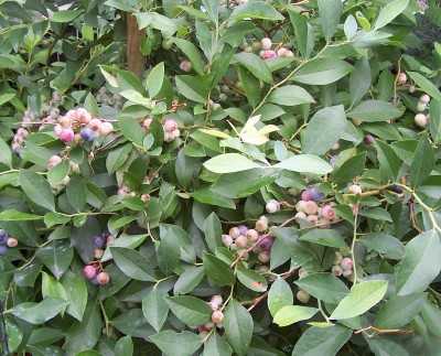 Introducing the pinkberry: Horticulturalists breed new species of blueberry