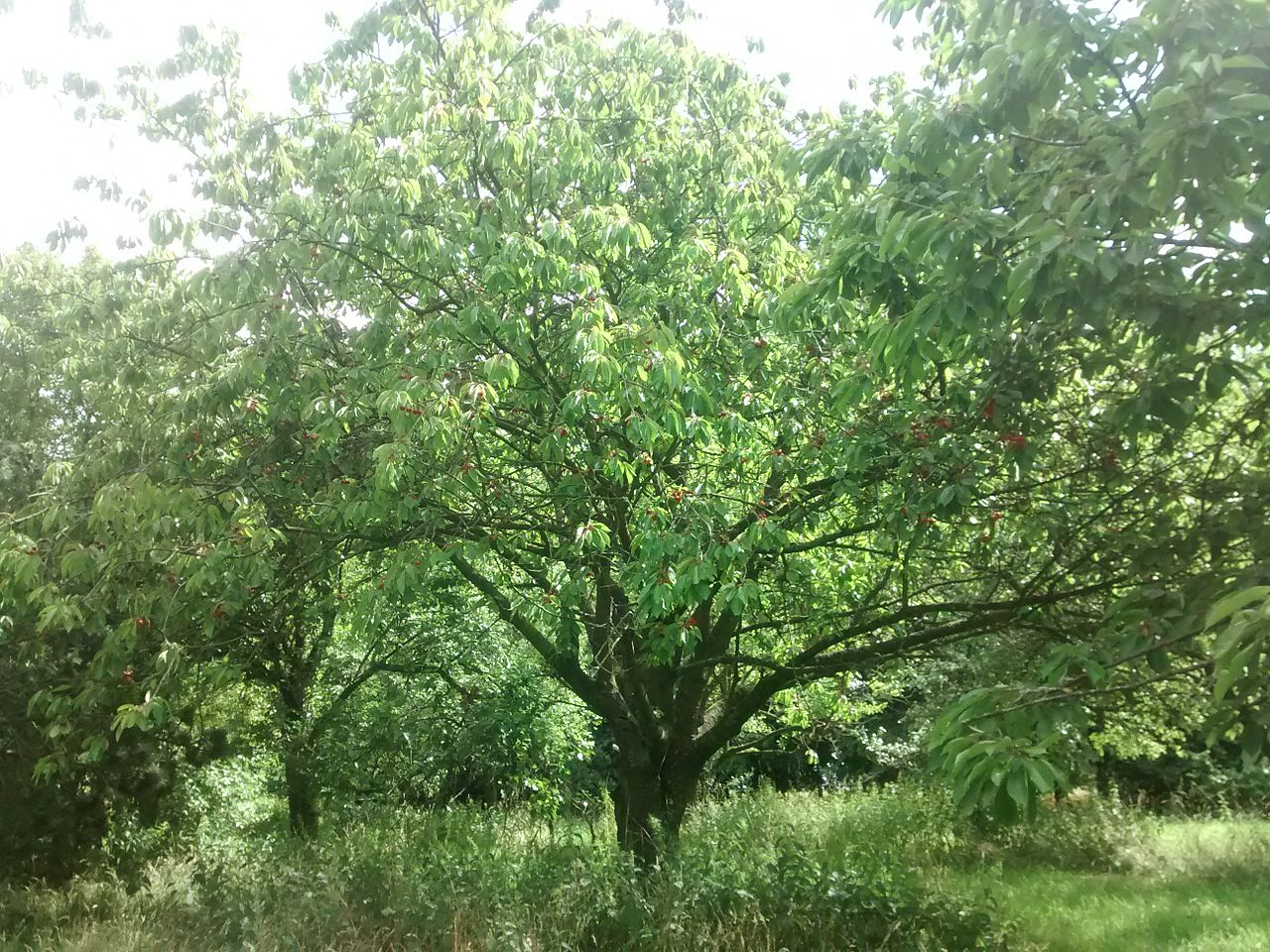 Cherry tree in an orchard