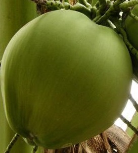 young green coconut
