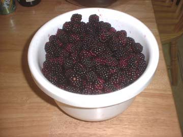 Featured image of post Steps to Make Storing Blackberries After Picking