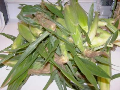 Ears of corn in their husks