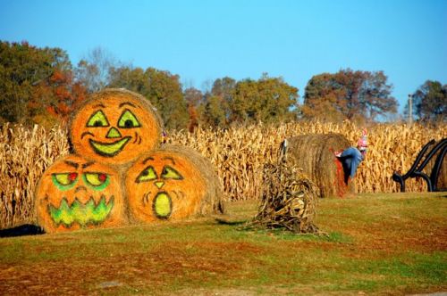 Hay bale pumpkins