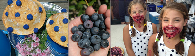 Deerfield Valley Blueberry Festival - Early August - goes for 10 days