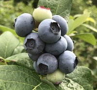 BZ Berry Farm blueberries