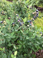 S & S Micro Farm blueberries