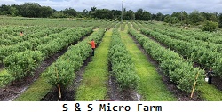S & S Micro Farm blueberries