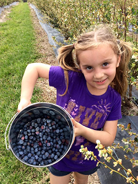 Promise farms U-pick blueberries