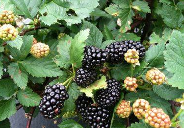 Wakulla Berries - blackberries,