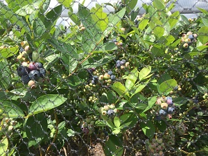Florida Best Blueberries