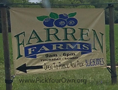 Farren Farms u-pick blueberries Cottondale, FL