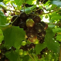 Georgia Wines muscadine grapes
