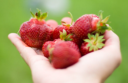 Red Fire Farm - Certified Organic strawberries,