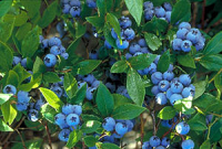 Sites Farm blueberries