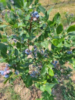 Atlas Orchards  blueberries