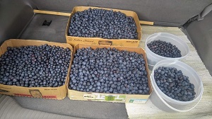Campbells Berry Farm Blueberries