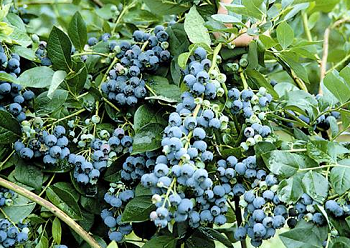 Thompson's Blueberries