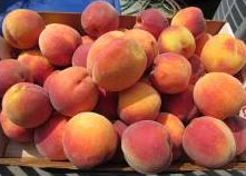 Strawberry Hill Farm - Apples, nectarines, pears, peaches, plums, pumpkins