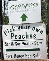 Camdeboo Peach Farm