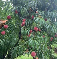 St Julien Plantation - peaches