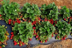 Gurosik's Berry Plantation 