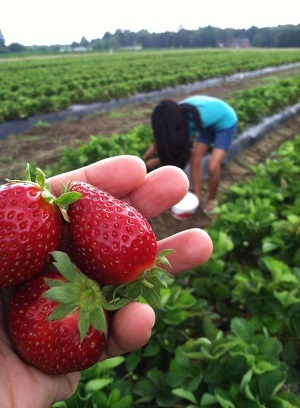 Stafford's Strawberry Farm
