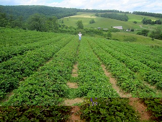 Hollin Farm strawberry field, 2012