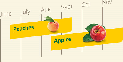 Peaches are available from mid-June to mid-September. Apples are available from mid-August through November.