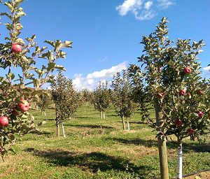 Dickie Bros. Orchard - apples, nectarines, peaches, pumpkins, U-pick and already picked