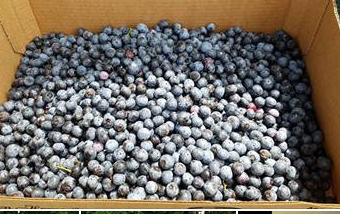 Eastfields Farms - No pesticides are used, blueberries,
