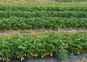 Green Truck Farm - Minimizes chemical and pesticide use, blackberries, pumpkins, raspberries (red), raspberries (black), summer squash, strawberries,