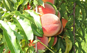 Bush Neck Farm - Pick-your-own apples, blueberries, sweet corn, peaches, pumpkins.