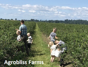 Agrobliss Family picking blueberries