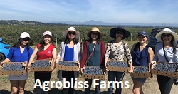Agrobliss Farms